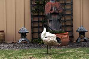 BLACK-HEADED-IBIS (11)